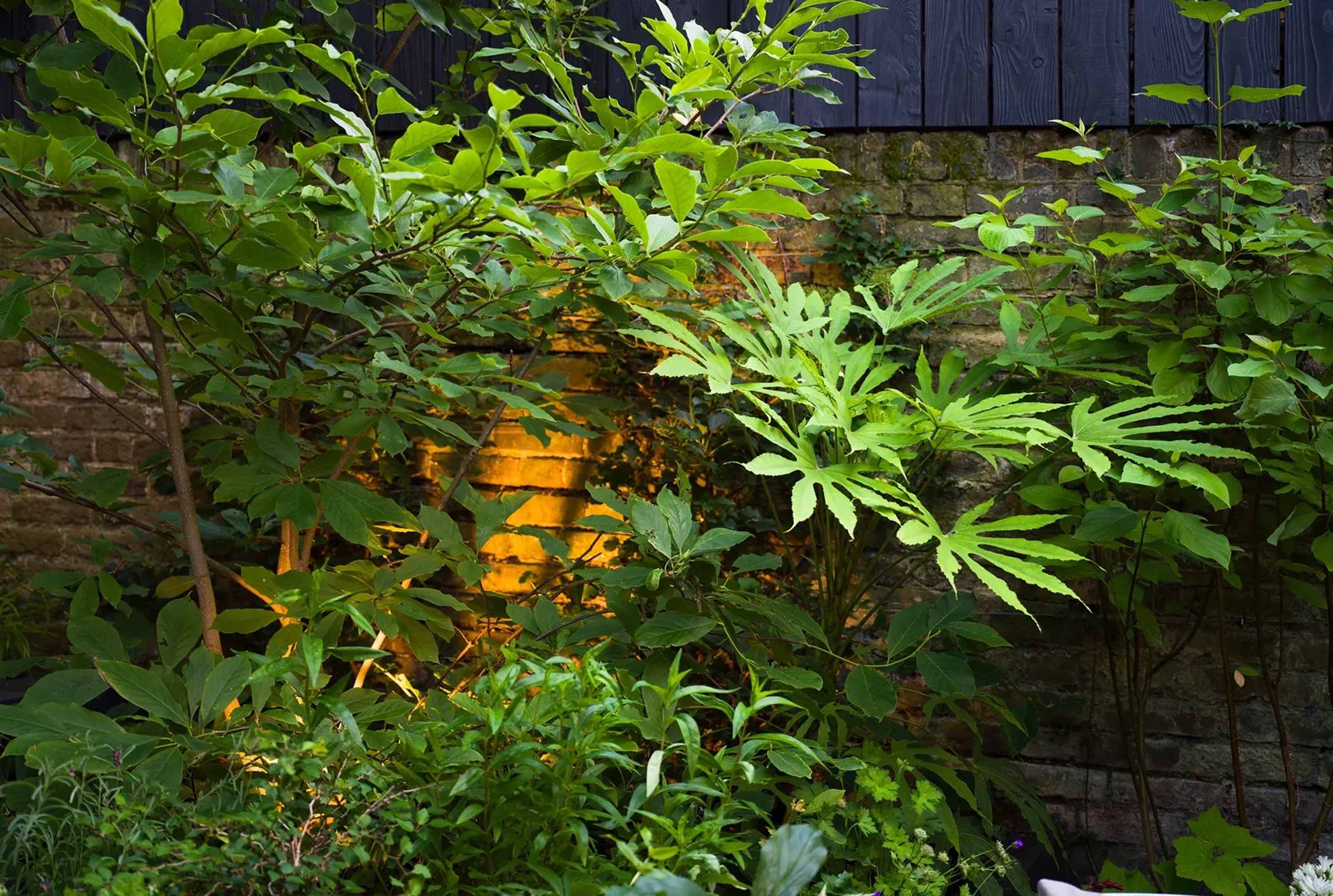 Planting for Shady Gardens